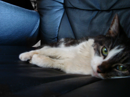 Sky Chalet Moutain Lodge - R.J., enjoying the indoors while demonstrating one of her favorite pastimes: lounging around