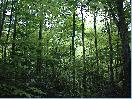 forest trees
