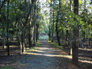 the lane in summer