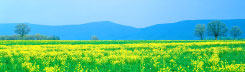 Spring in the mountains - Sky Chalet 
Mountain Top Lodge Bed and Breakfast Cabin Inn in the Shenandoah Valley of VA
