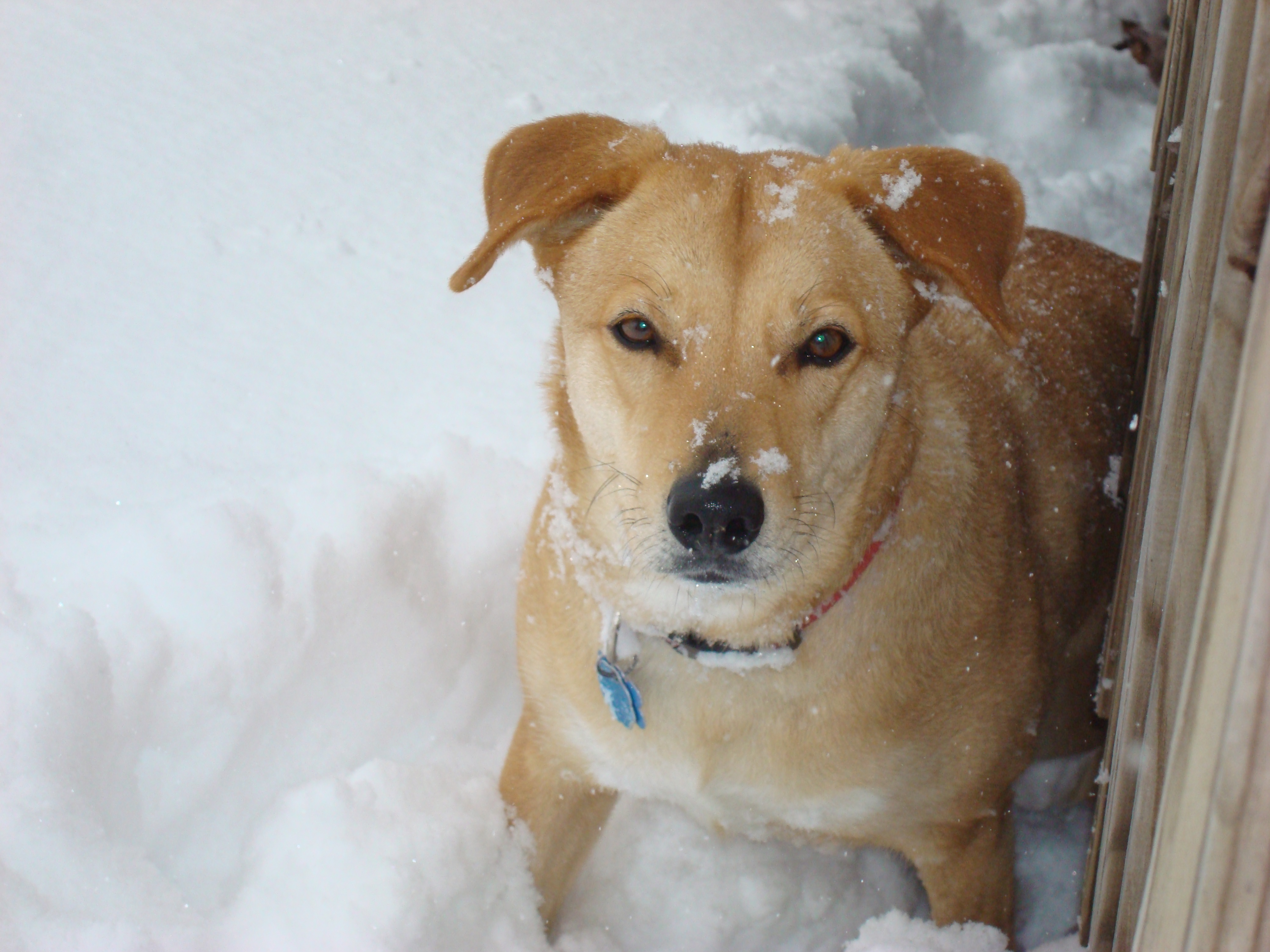 Sky Chalet Mountain Lodge - Ginger, enjoying the outdoors and playing in the snow