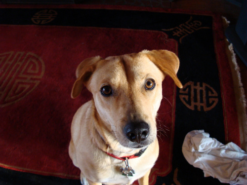 Sky Chalet Mountain Lodge - Ginger, giving one of those puppy dog looks