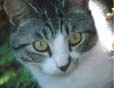 a cat that enjoyed its vacation with its' owner